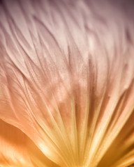 poppy, macro, detail, 139, with grain