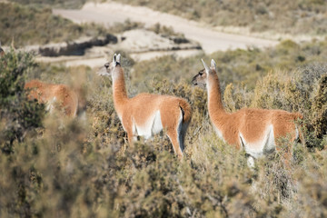 guanaco portrait in Argentina Patagonia