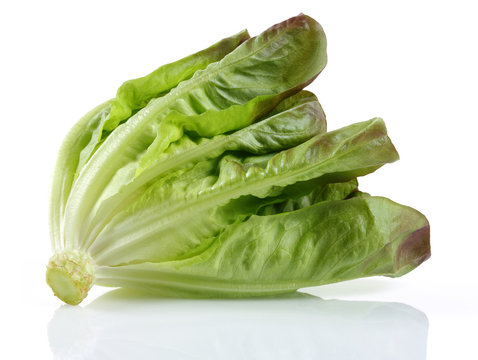 Lettuce