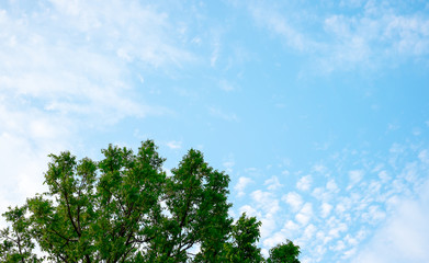 looking up at sky and green tree,nature background