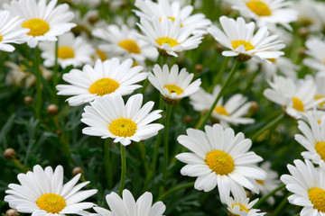 Obraz na płótnie Canvas white daisy in the nature