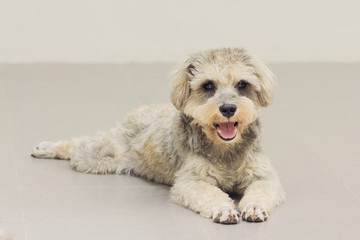 Close up Schnauzer, vintage color effect