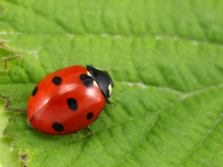 Naklejka premium Ladybug on leaf