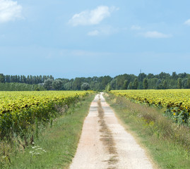 Country near Ravenna (Italy)