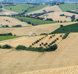 Fototapeta premium Summer landscape in Marches (Italy)