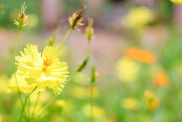  cosmos flower