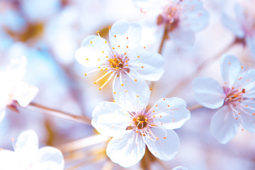 Fototapeta premium flowers