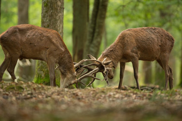 combat cervidé