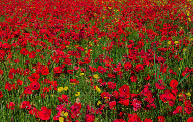 Sfondo di papaveri rossi in primavera