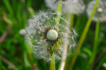 Dandelion in the morning sunlight