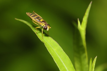  Bee-fly close-up on a leaf.