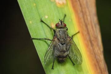 fly on the leaf