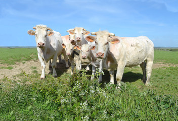 vaches et veaux charolais