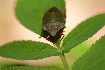 Beetle bug on green leaves