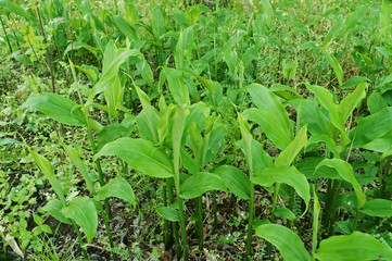 ミョウガの栽培