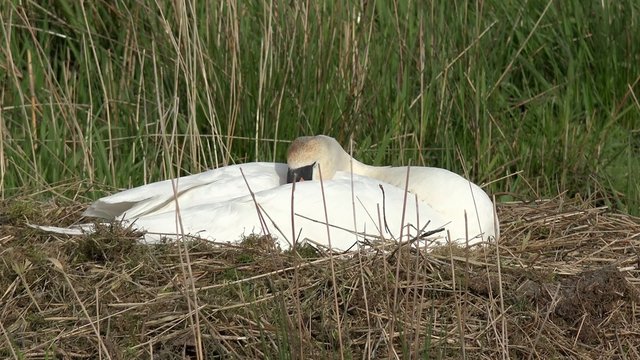 swan on the nesting place on incubate