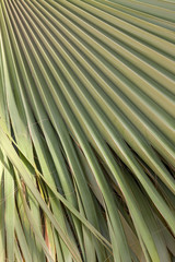Green palm leaf texture 