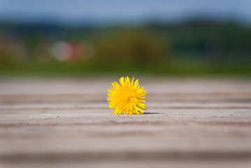 wiosna © Mariusz Stoszewski