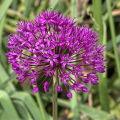 Purple allium