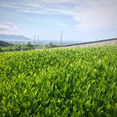 Beautiful Green Tea Plantation