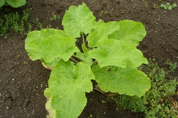 Fototapeta premium ゴボウの葉