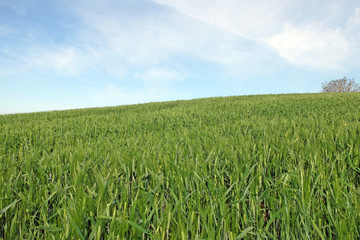 blé en herbe