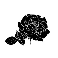silhouette of rose