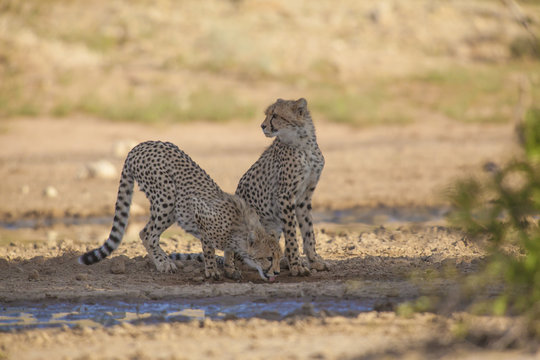 Two young cheetahs at a waterhole