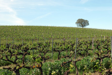 Fototapeta na wymiar vignoble du Tarn au printemps