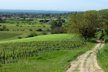 Fototapeta na wymiar vignoble du Tarn et chemin de terre