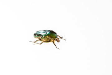 Rose chafer (cetonia aurata) isolated on white background.