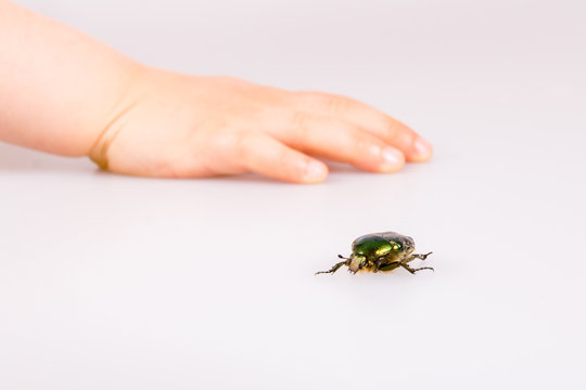 Rose chafer isolated on white background with childes hand.