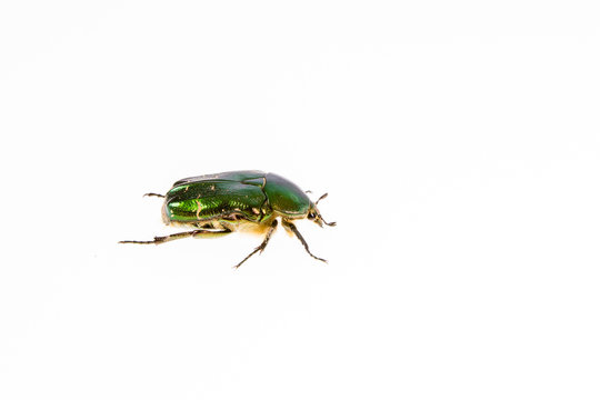 Rose chafer (cetonia aurata) isolated on white background.