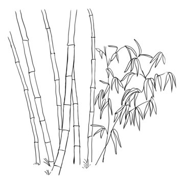 Bamboo branches isolated on the white background.