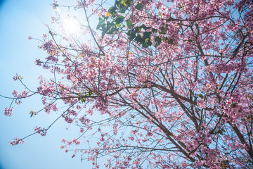 Flowering apricot tree 