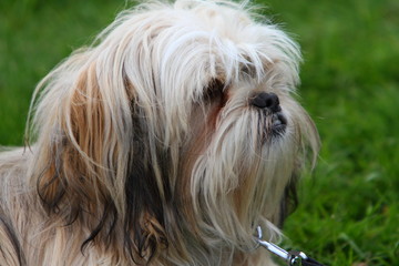 Shih Tzu