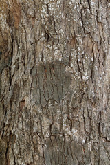 Dark brown tree bark texture