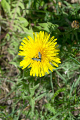 Dandelion with beetles