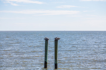 Two Pelicans Resting on Poles