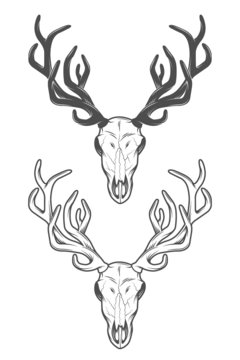 The skull of a deer. The two versions.