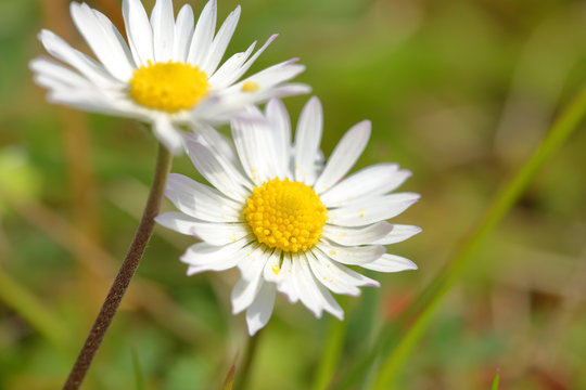 White daisy field closeup shot