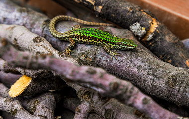 wild green lizard