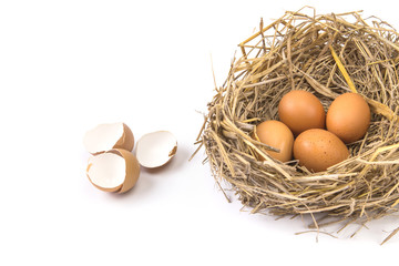 twigs nest with brown chicken eggs with broken and empty shell e