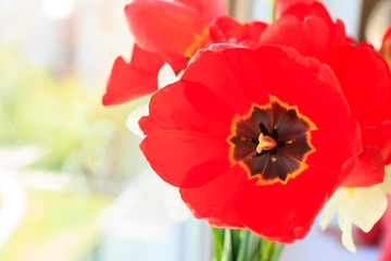  Red tulips with pestle
