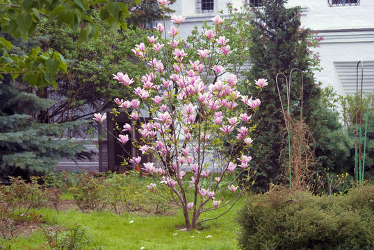 Blooming magnolia tree in a spring garden.