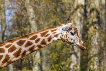 Girafe