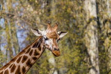 Girafe