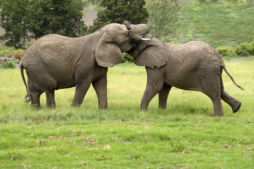 Young wild African elephants fighting South Africa