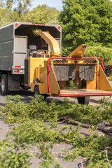 Wood chipper machine works on Redwood branches