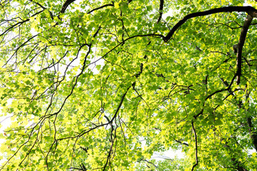 新緑　若葉